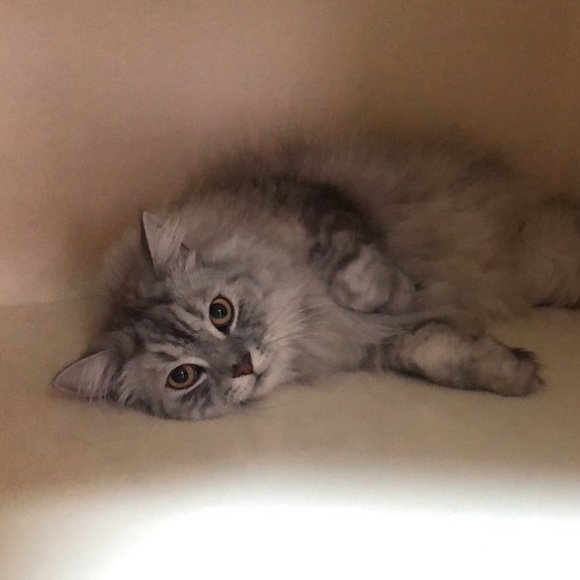 Profile Picture of Engy Ayad (@engyayad) on Poshmark