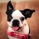 Profile Picture of LuLu.Mini.Boston.Terrier (@lulu.mini.boston.terrier) on Instagram