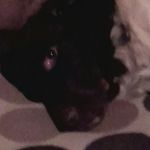 Profile Picture of Josh Dugan (@dugan.josh) on Instagram