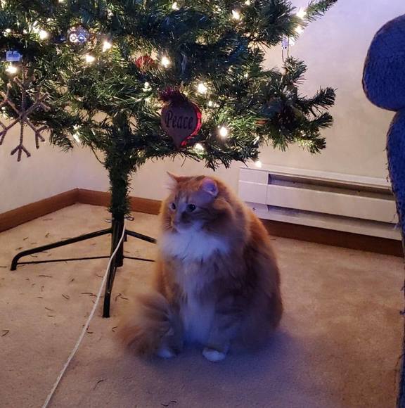 Profile Picture of Nicole Mosiman (@mosiman96) on Poshmark