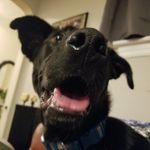 Profile Picture of Einstein The Dog (@watcha_doin_einstein) on Instagram