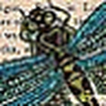 Profile Picture of Pam Price (@bdrflickr) on Flickr