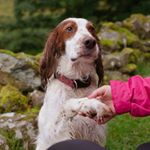 Profile Picture of King Rodney the Irish Setter (@kingrodneythesetter) on Instagram