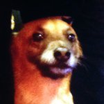 Profile Picture of Carly Bondra (@carlsbarkley) on Instagram