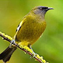 Profile Picture of Rosa Gray (@HollyfordRosa) on Twitter