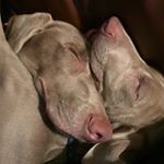 Profile Picture of Gerty And Terry (@weimaraner_buddies) on Instagram