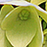 Profile Picture of Sherline Ann (@sherline ann) on Flickr