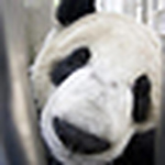 Profile Picture of Daniel Hugo Zarate Aranda (@danielpanda_64) on Flickr