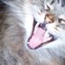 Profile Picture of Kitty Newton (@kitty.newton.9277) on Facebook