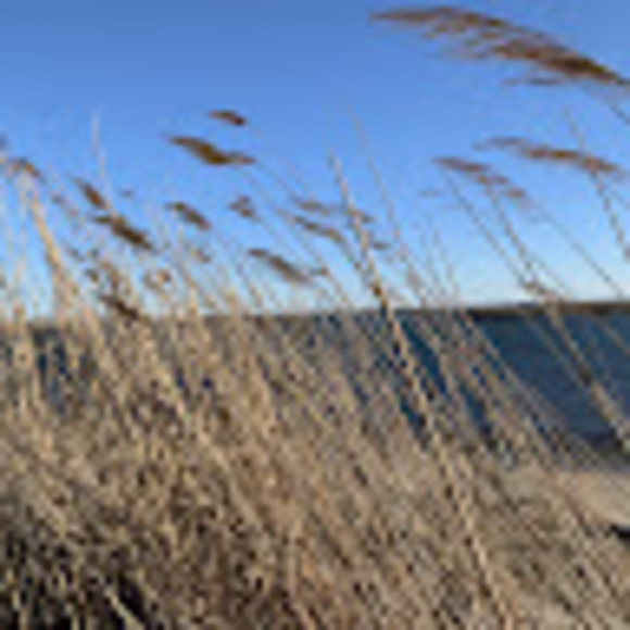 Profile Picture of Andelli Romanelli (@andelli) on Poshmark