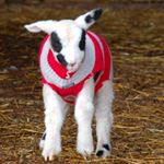 Profile Picture of Tom Diederich (@lambfoolery) on Instagram