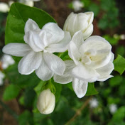 Profile Picture of Jimmy Taing (@JimmyTaing) on Youtube