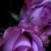 Profile Picture of Debbie A Amacker (@debbiea.amacker) on Facebook