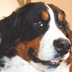 Profile Picture of Sean Fite (@francisco_de_oso) on Instagram