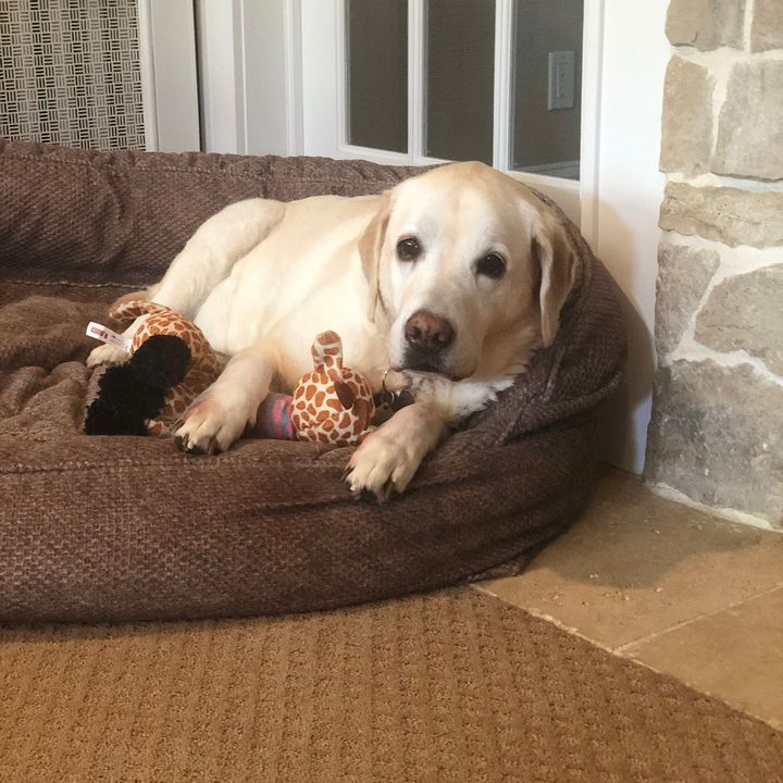 Profile Picture of Christina Merrifield (@christinamerrifield) on Tiktok