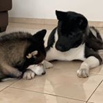 Profile Picture of Brady Thomas & Capone Clifford (@itsbradyncap) on Instagram