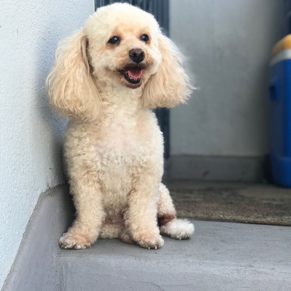 Profile Picture of Pamela Gonzalez (@ayperfectpiece) on Poshmark