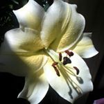 leah kate Clifton - Instagram Profile Picture of leah kate Clifton (@leahkateclifton) on Instagram