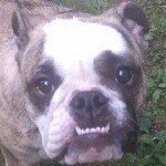 Profile Picture of PENNY BURNS EnglishBulldogGirl (@pennythebulldogburns) on Instagram