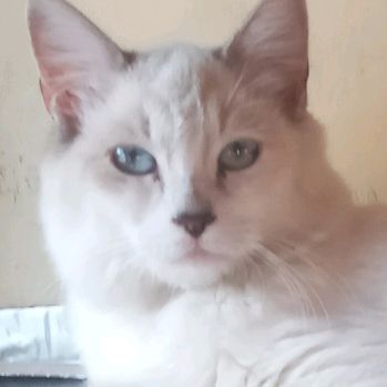 Profile Picture of Tempes (@mark.estrano.romualdo) on Tiktok