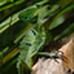 Jana V - Flickr Profile Picture of Jana V (@Wen Jing Lan) on Flickr