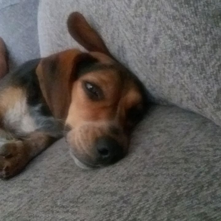 Profile Picture of sugarthedog (@bradynalley96) on Tiktok