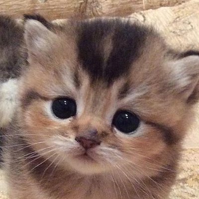 Profile Picture of Karl Nikolai (@nikolai_karl) on Twitter