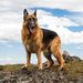 Profile Picture of Olivier Witberg (@18olivier573) on Pinterest