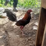 Profile Picture of Aaron Calderon (@Aaron-Calderon) on Facebook