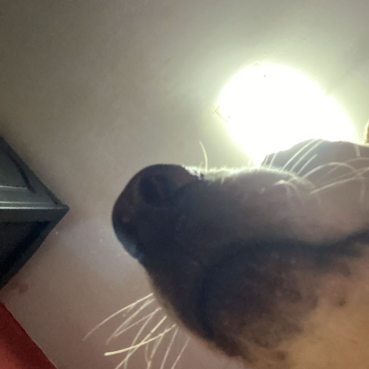 Profile Picture of phylliz (@uglyducku) on Tiktok