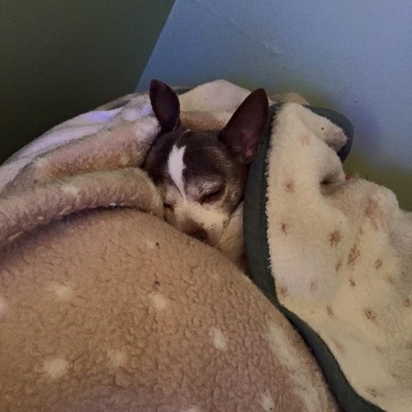 Profile Picture of Shelley Mourer (@shelleymourer) on Poshmark