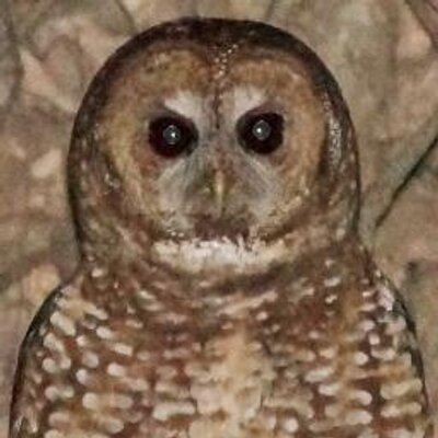 Profile Picture of Kevin Gin (@KevinAllenGin) on Twitter