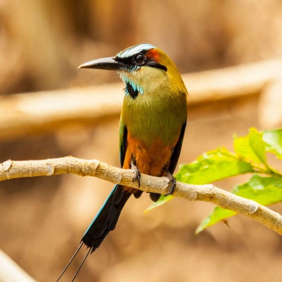 Profile Picture of Franco Rivera (@franco_rivera) on Poshmark