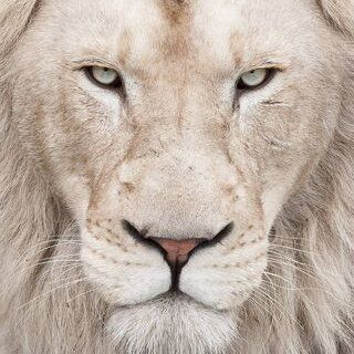 Profile Picture of joshuacriddle5 (@joshuacriddle5) on Tiktok