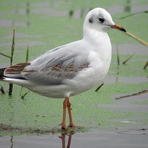 Profile Picture of Nicolas Arriaga (@302889129) on Myspace