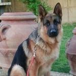 Profile Picture of Michelangelo del Brocco (@michelangelodelbrocco) on Instagram