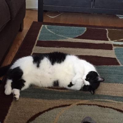 Profile Picture of Joe Cappelluti (@joe_cappelluti) on Twitter