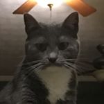 Profile Picture of Shawn Stanley (@rhastamahatma) on Instagram