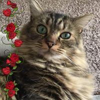 Profile Picture of Pam Cummings (@pam-cummings-22) on Quora