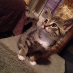 Profile Picture of ~Linnea Paulsen~ (@linneaankan05) on Instagram