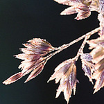 Profile Picture of Joanne Bailey (@mariemagpie@rocketmail.com) on Flickr