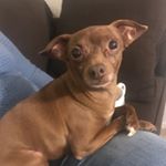 Profile Picture of Ginger Evans (@gingerevans95) on Instagram