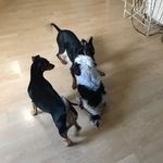 Profile Picture of Rose Decastro (@myfurrybabies3) on Instagram