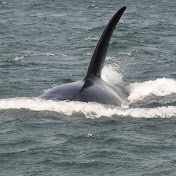 Profile Picture of Alex Callen (@alexcallen3294) on Youtube