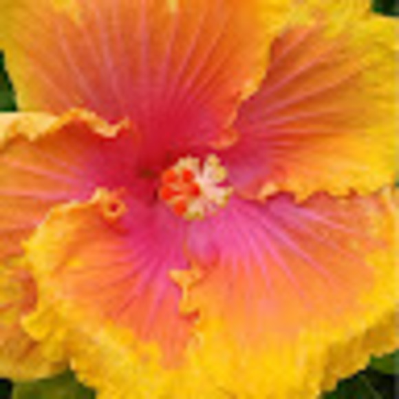 Profile Picture of Dolores Bruzzi (@tonyanddolores) on Poshmark