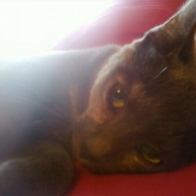 Profile Picture of Adam Neddo (@adamneddo) on Twitter