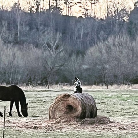 Profile Picture of Paula diviney Kaylor (@p_kaylor) on Poshmark