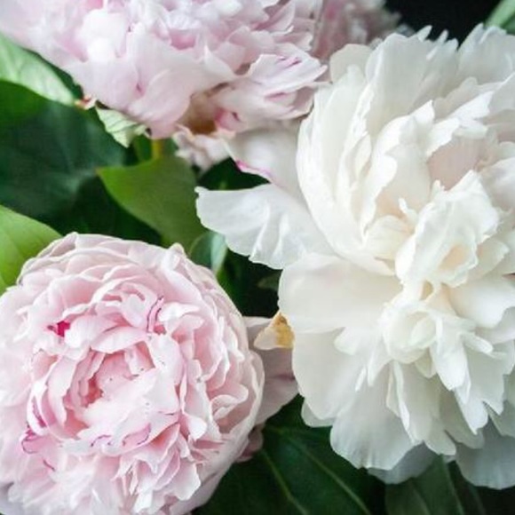 Profile Picture of Erica Grella (@ericamc0828) on Poshmark