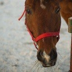 Profile Picture of Cory (@coryhurtadolhl) on Instagram