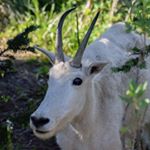 Profile Picture of Robert Holub (@holub_art) on Instagram